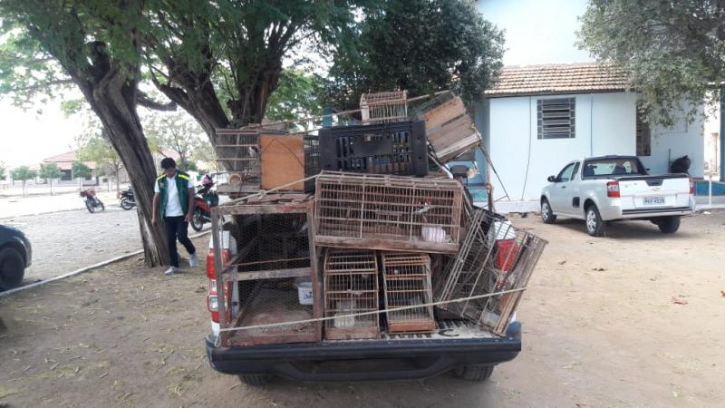 Secretaria de Agricultura e Meio Ambiente em ação de fiscalização realiza apreensão de pássaros silvestres