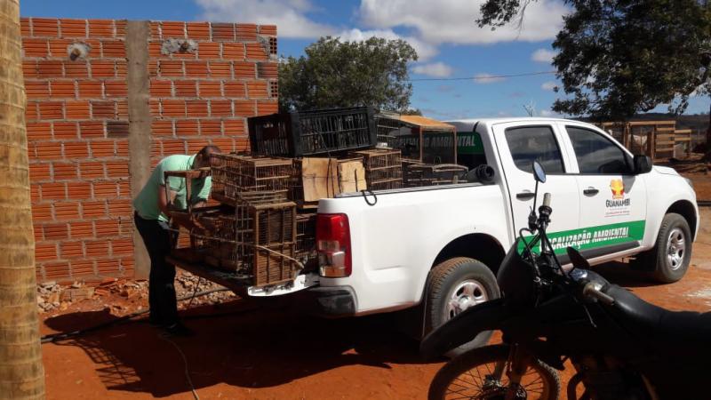 Secretaria de Agricultura e Meio Ambiente em ação de fiscalização realiza apreensão de pássaros silvestres