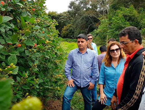 Amora Preta começa a ser colhida por produtores em Barra da Estiva