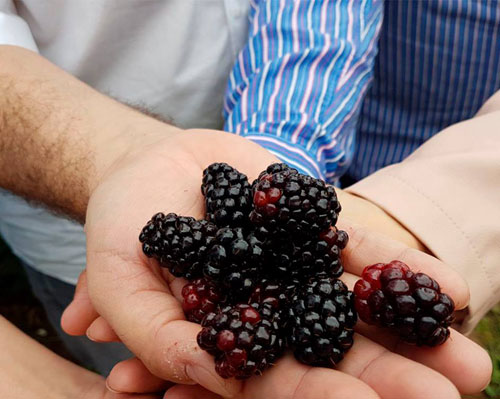 Amora Preta começa a ser colhida por produtores em Barra da Estiva