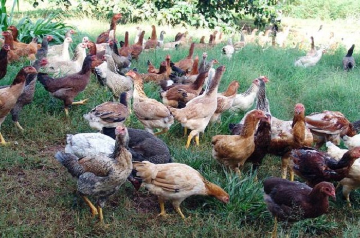 Guajeru: Secretaria de Agricultura promove curso de criação de galinha caipira