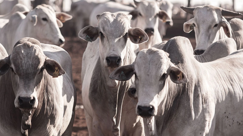 Bahia ultrapassa 13,1 milhões de cabeças de gado e lidera produção no Nordeste
