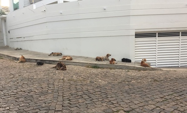 Idoso é atacado por cães de rua em frente a delegacia de Brumado