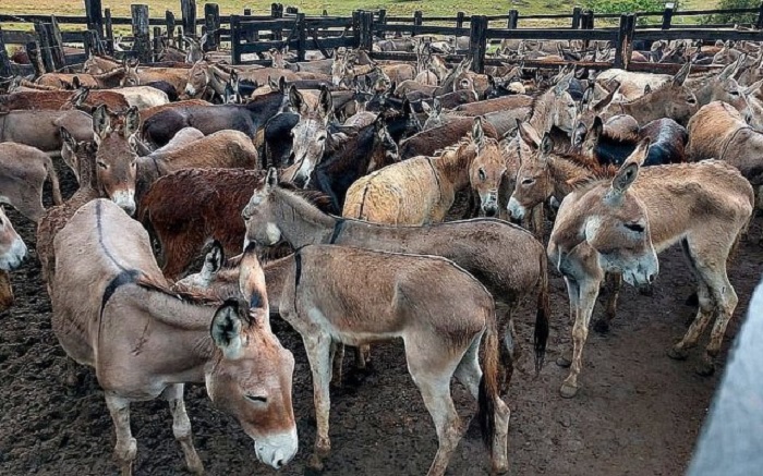Justiça Federal libera o abate de jumentos na Bahia