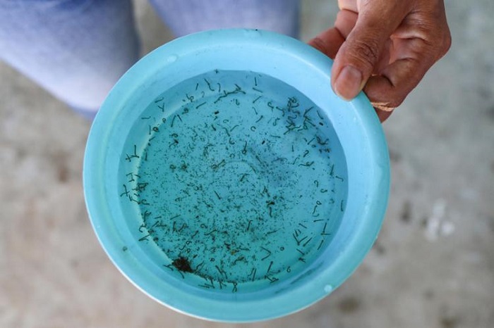 Ministério da Saúde alerta Bahia para risco de surto de dengue