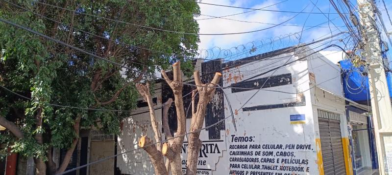 Brumado: Secretaria de Meio Ambiente alerta para podas drásticas praticadas em árvores