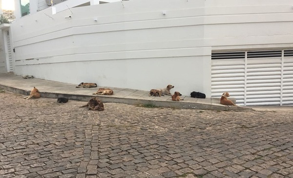 População de animais abandonados aumenta cada dia mais em Brumado; transtornos são evidentes