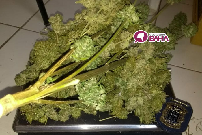 Policial é agredido durante abordagem que resultou em apreensão de tipo raro de maconha em Ibicoara