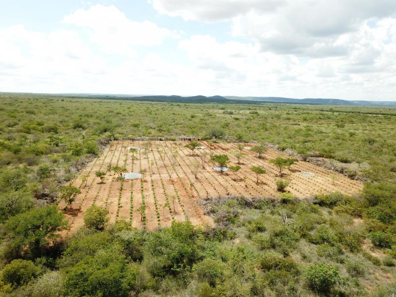 Polícia Civil da Bahia erradica plantação de maconha avaliada em R$ 32 milhões; plantação renderia 16 toneladas da droga
