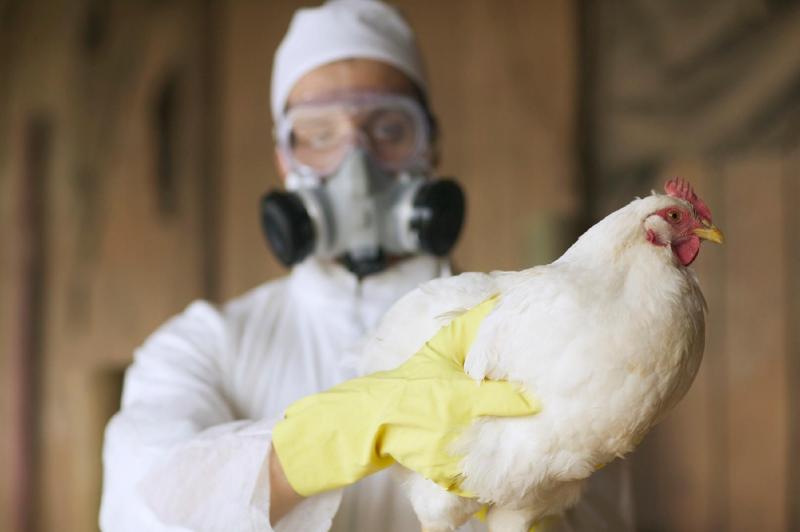 Brasil confirma primeiros casos de gripe aviária em aves silvestres