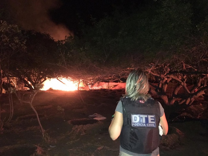 Polícia Civil localiza e destrói plantação com 50 mil pés de maconha na Bahia