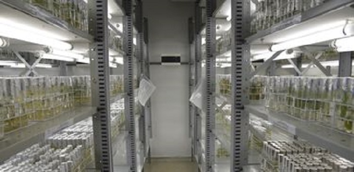 Governo estuda reestruturação da Embrapa