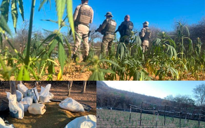 Fazenda de Maconha com grande estrutura é descoberta pela polícia em Brotas de Macaúbas