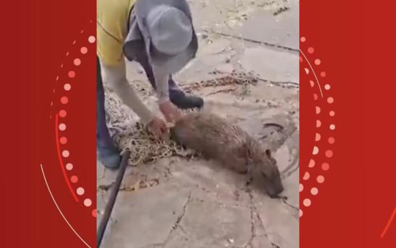 Capivara é resgatada após deixar lagoa e entrar em piscina de clube em Guanambi