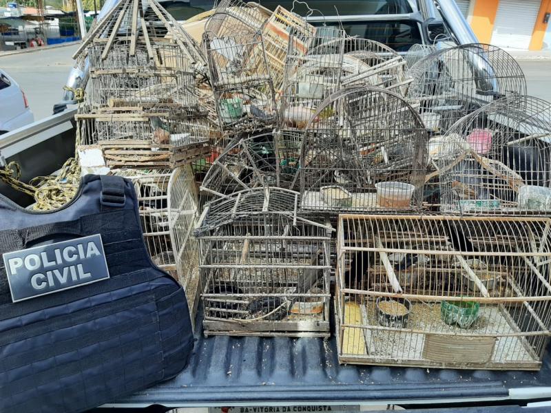 Trinta e sete pássaros silvestres são apreendidos em Anagé