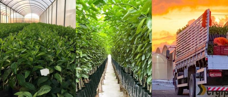 Sergipe Citrus inicia comercialização de mudas na Chapada Diamantina e Sudoeste da Bahia