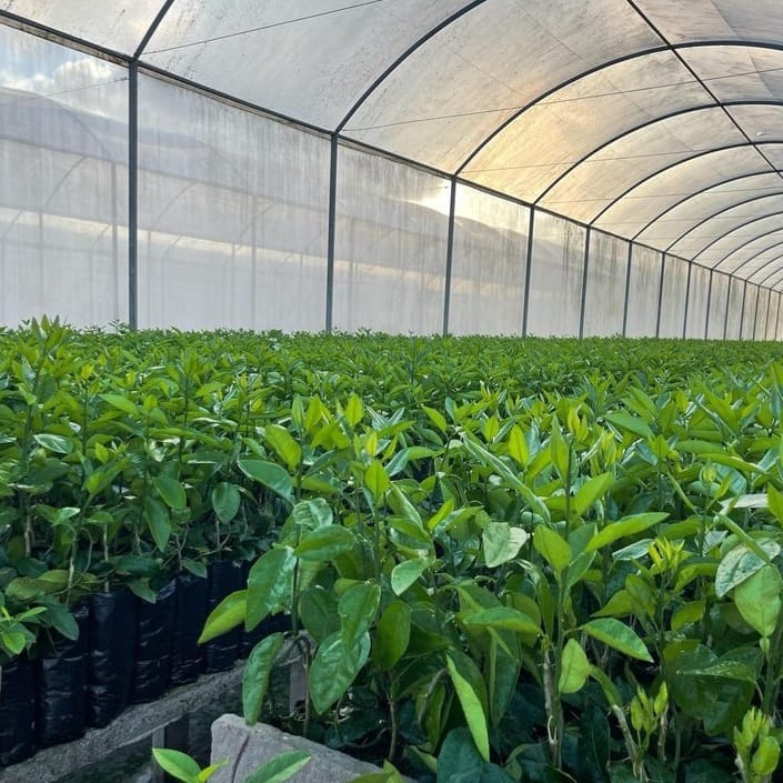 Sergipe Citrus inicia comercialização de mudas na Chapada Diamantina e Sudoeste da Bahia