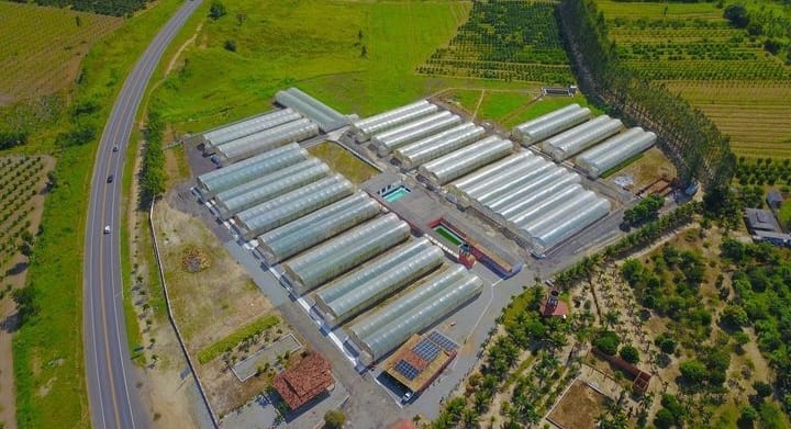 Sergipe Citrus inicia comercialização de mudas na Chapada Diamantina e Sudoeste da Bahia