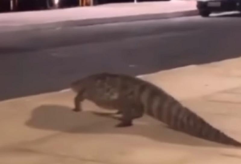 Jacaré é flagrado ao caminhar por ruas de Caculé 