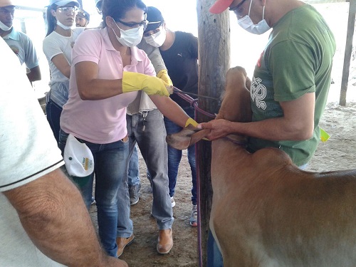 Curso para agentes vacinadores contra brucelose é realizado em Malhada de Pedras