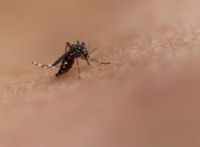 Enquanto Brasil espera primeiro caso de coronavírus, dengue registra alta de 71%