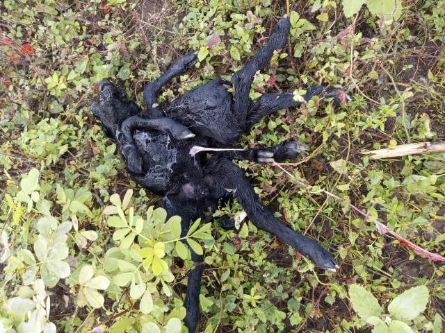 Filhote de ovelha nasce com uma cabeça, dois corpos e oito patas em Irará