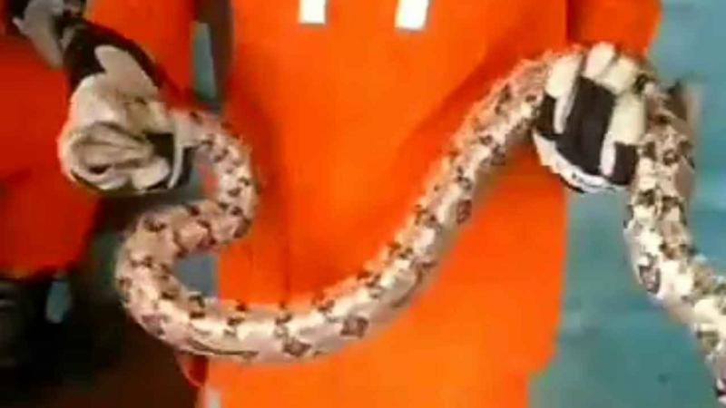 Jiboia é resgatada de telhado de residência em Guanambi