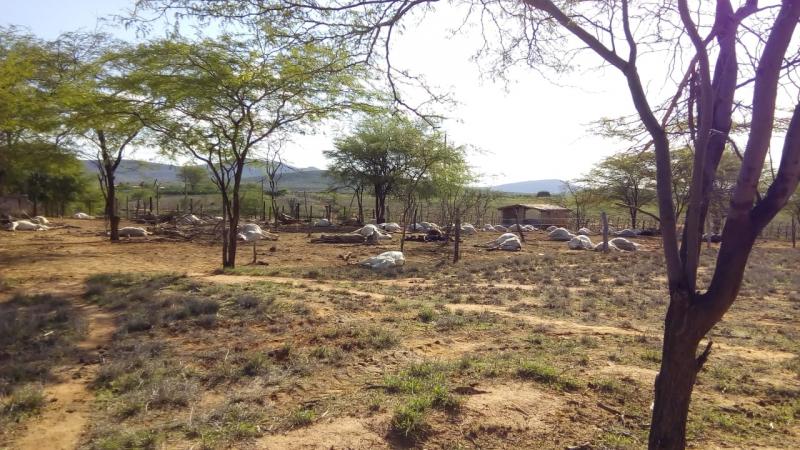 Adab conclui que mortes de 125 animais em Tanhaçu foram causadas por intoxicação alimentar 