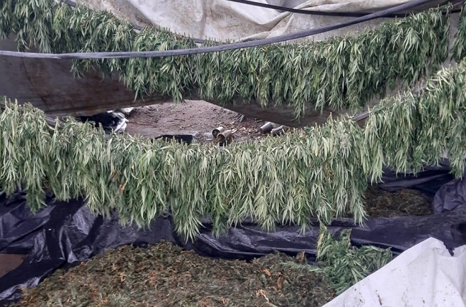 Cipe Nordeste localiza plantação com 80 mil pés de maconha