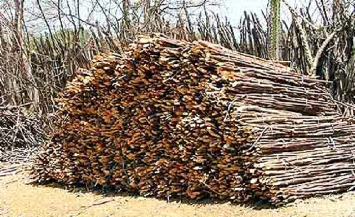 Questões ambientais na Bahia são efetivadas através dos consórcios intermunicipais