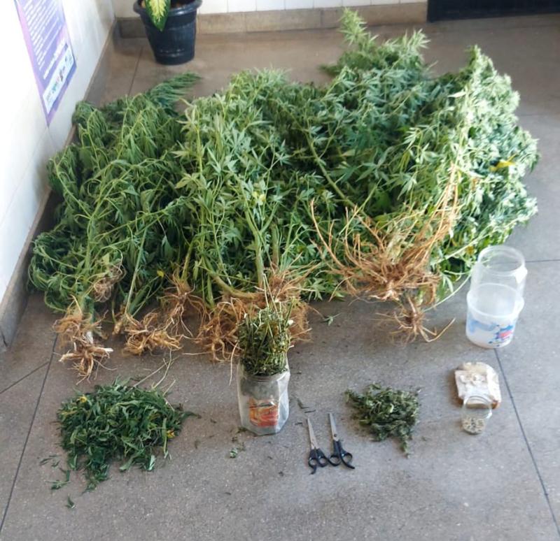 Polícia Militar erradica plantação de maconha em Ituaçu e prende suspeito