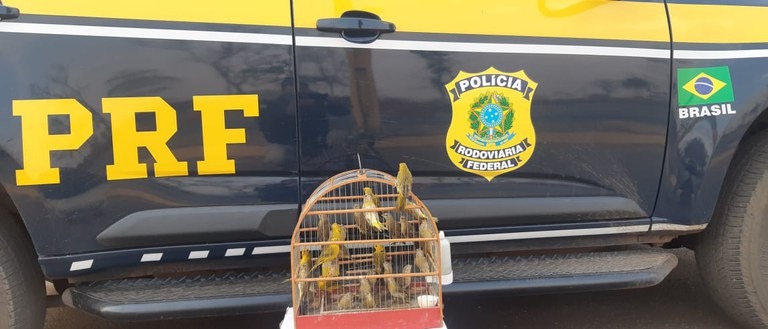 Canários da terra são encontrados aprisionados dentro de mochila em Vitória da Conquista