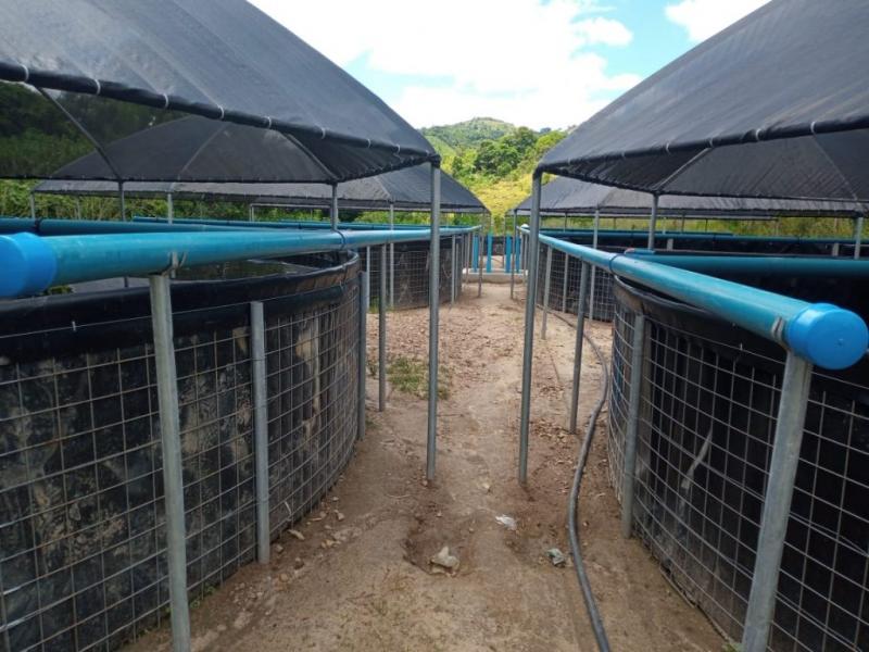Caatiba: Tecnologia prevê aumento na produção de peixes na zona rural