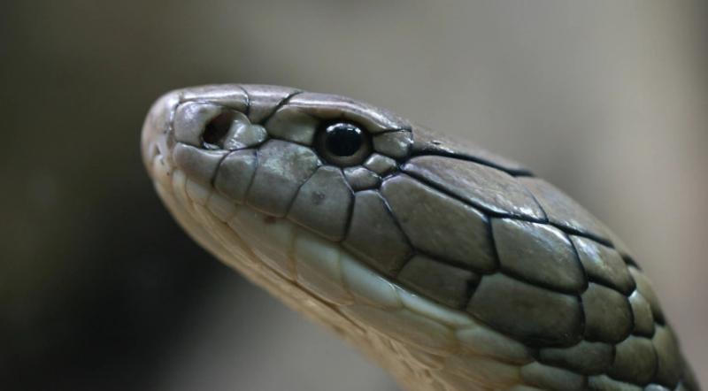 Homem morre após picada de cobra em Livramento de Nossa Senhora 