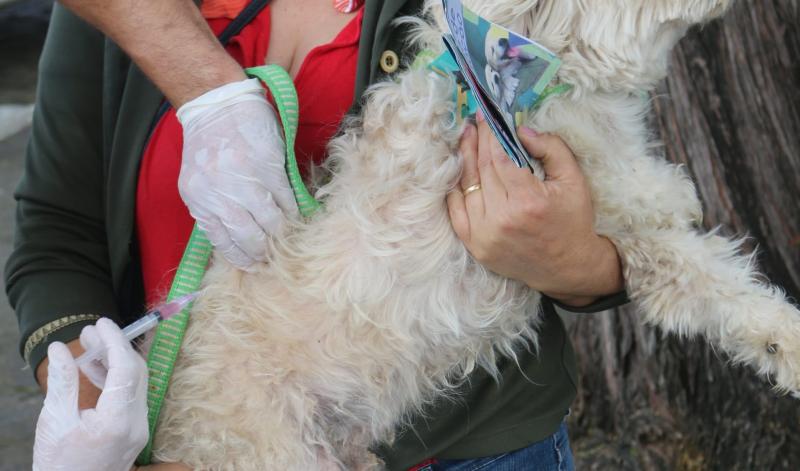 Prefeitura de Aracatu realizou de D da campanha de vacinação antirrábica