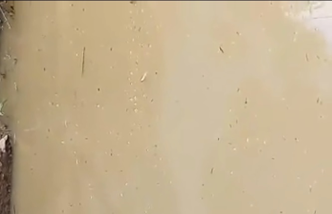 Peixes aparecem mortos no Rio Mato Grosso em Ituaçu; amostra da água será analisada em laboratório