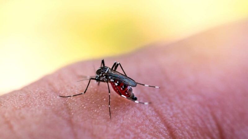 Lacen sequencia cepa de dengue que ainda não havia sido identificada na Bahia