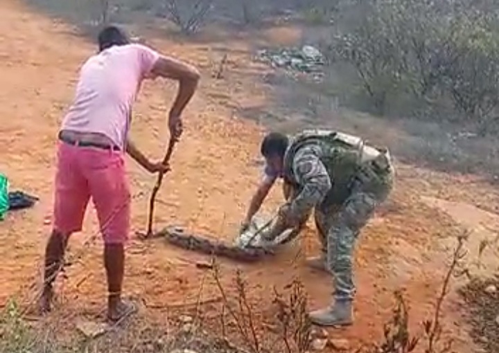 Jiboia é encontrada no Brisas em Brumado; moradores e polícia realizaram resgate