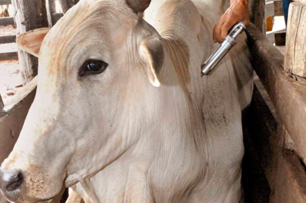 Campanha de vacinação contra Febre Aftosa é iniciada e vai até 31 de maio