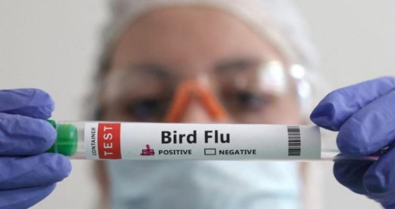 Número de casos de gripe aviária no Brasil sobe para 30