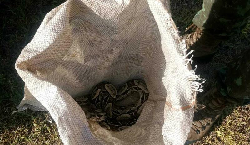 Jiboia com 1,70 metros é encontrada em grade de hospital no sul da Bahia