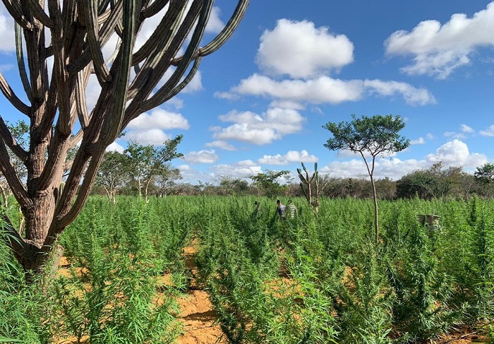 Plantação com 120 mil pés de maconha é localizada durante operação na Bahia