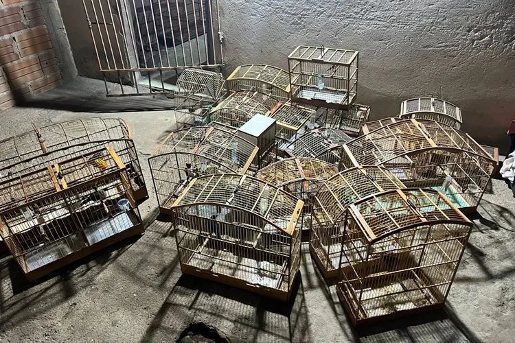 Aves silvestres são recuperadas pela Cippa na região de Vitória da Conquista