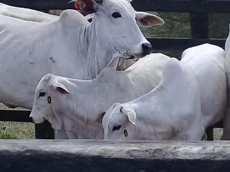 Dobrar índice vacinal contra Brucelose é uma das metas da ADAB