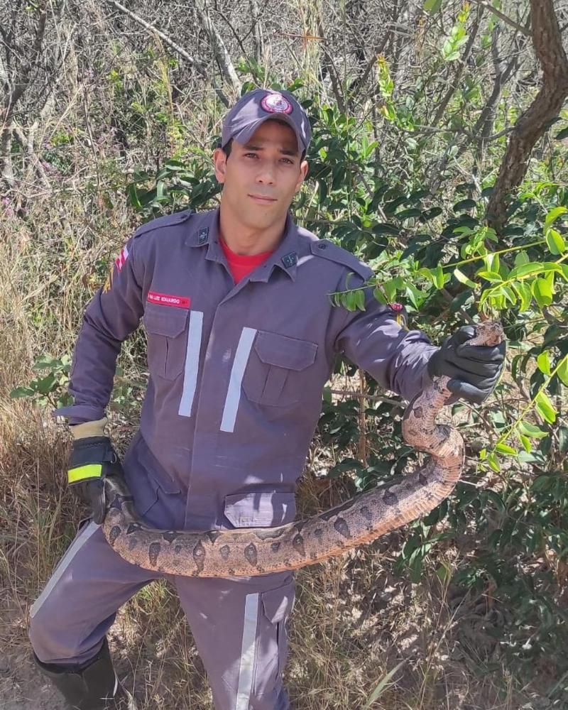 Bombeiros resgatam jiboia no telhado de oficina em Luís Eduardo Magalhães