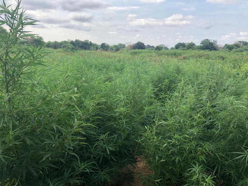 Polícia descobre e incinera plantação com 30 mil pés de maconha na Bahia