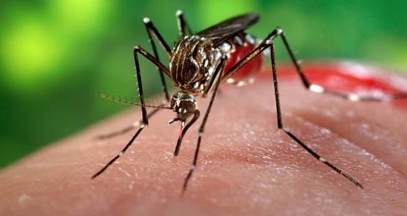 Casos de chikungunya crescem 434% na Bahia entre 2019 e 2020