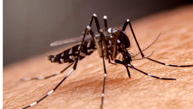 Com 275 municípios em epidemia, número de mortes por dengue na Bahia sobe para 28