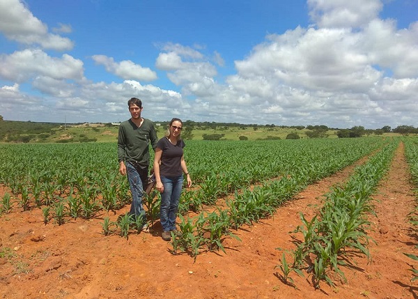 Agricultura de Malhada de Pedras vem se despontando e técnica agrícola visita plantação de milho irrigado