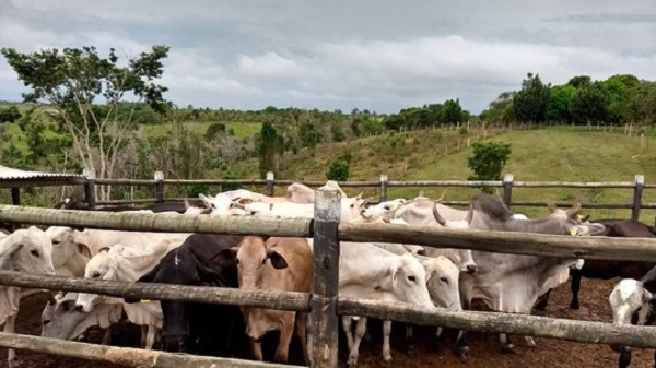 Sete pessoas são detidas suspeitas de integrar quadrilha de roubo de gado de raça na BA